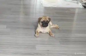 Щенок мопса