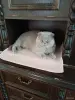 Василий - вислоухий лиловый кот - Вся Беларусь - 259943 - Доска объявлений Kupika.by - Фото 3