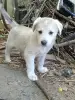 Щенки - Вся Беларусь - 259559 - Доска объявлений Kupika.by - Фото 6