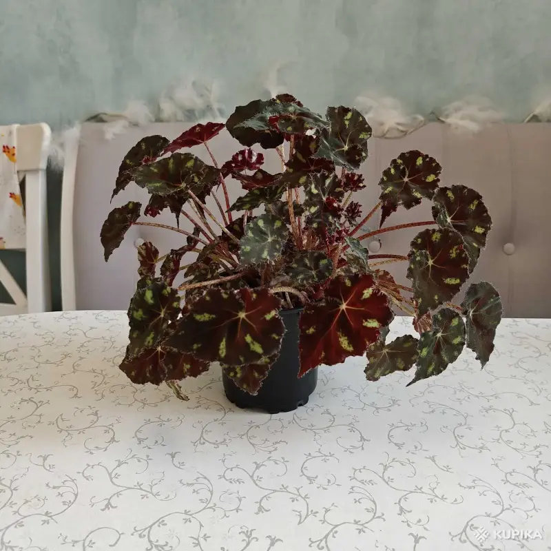 Комнатные растения - Тигровая бегония - Вся Беларусь Тигровая бегония - Вся Беларусь - 260233 - Доска объявлений Kupika.by