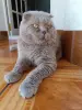 Василий - вислоухий лиловый кот - Вся Беларусь - 259943 - Доска объявлений Kupika.by - Фото 5
