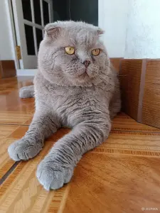 Василий - вислоухий лиловый кот
