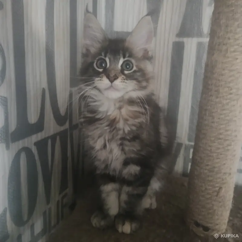 Чистокровные Котята Мейн-Кун - Вся Беларусь - 259752 - Доска объявлений Kupika.by - Фото 8