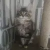 Чистокровные Котята Мейн-Кун - Вся Беларусь - 259752 - Доска объявлений Kupika.by - Фото 8