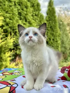 Рэгдолл, мальчик