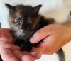 Котёнок - Кличев - 259569 - Доска объявлений Kupika.by