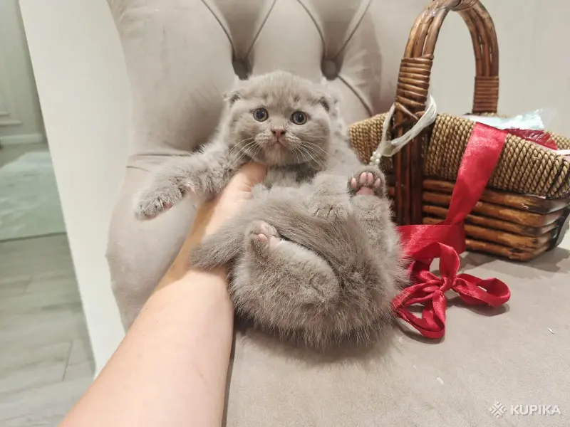 Кошки - Шотландские вислоухие плюшевые котята - Вся Беларусь - Фото 13 Шотландские вислоухие плюшевые котята - Вся Беларусь - 260597 - Доска объявлений Kupika.by - Фото 13