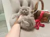 Кошки - Шотландские вислоухие плюшевые котята - Вся Беларусь - Фото 13 Шотландские вислоухие плюшевые котята - Вся Беларусь - 260597 - Доска объявлений Kupika.by - Фото 13