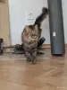 Ласковый кот в дар - Вся Беларусь - 259748 - Доска объявлений Kupika.by - Фото 2