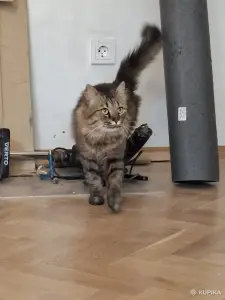 Ласковый кот в дар
