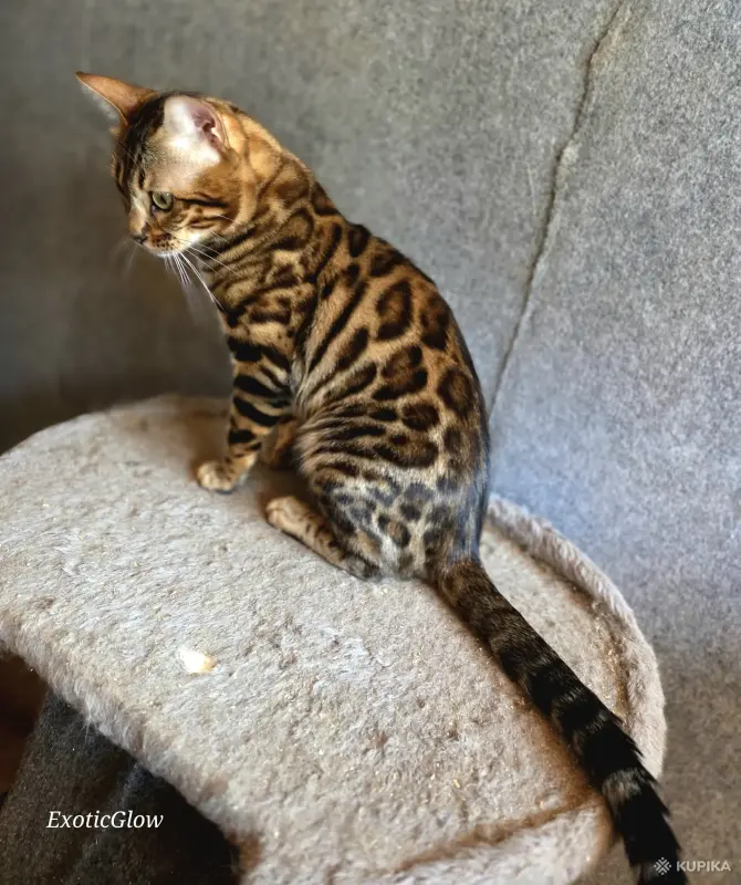 Вязка бенгальского кота - Вся Беларусь - 259362 - Доска объявлений Kupika.by - Фото 9