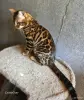 Вязка бенгальского кота - Вся Беларусь - 259362 - Доска объявлений Kupika.by - Фото 9
