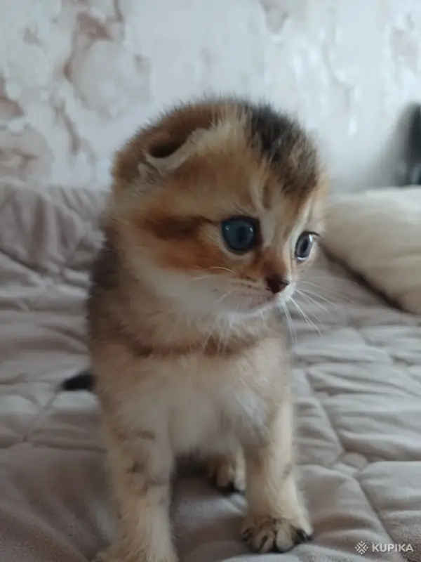 Кошки - Котёнок золотая шиншилла - Вся Беларусь - Фото 8 Котёнок золотая шиншилла - Вся Беларусь - 258469 - Доска объявлений Kupika.by - Фото 8