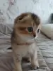 Кошки - Котёнок золотая шиншилла - Вся Беларусь - Фото 8 Котёнок золотая шиншилла - Вся Беларусь - 258469 - Доска объявлений Kupika.by - Фото 8