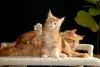 Кошки - мальчик и девочка мейн-кун - Вся Беларусь - Фото 9 мальчик и девочка мейн-кун - Вся Беларусь - 259205 - Доска объявлений Kupika.by - Фото 9