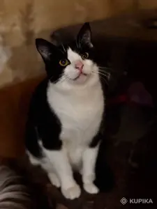КОШКА ЛАРА В ДАР!