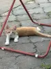 Котёнок - Вся Беларусь - 258225 - Доска объявлений Kupika.by