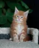 девочка мейн-кун - Вся Беларусь - 258704 - Доска объявлений Kupika.by
