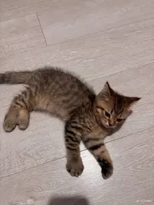 Котенок шотландец