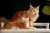 Кошки - мальчик и девочка мейн-кун - Вся Беларусь - Фото 10 мальчик и девочка мейн-кун - Вся Беларусь - 259205 - Доска объявлений Kupika.by - Фото 10