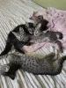 Кошки - Котята - Вся Беларусь - Фото 2 Котята - Вся Беларусь - 259078 - Доска объявлений Kupika.by - Фото 2