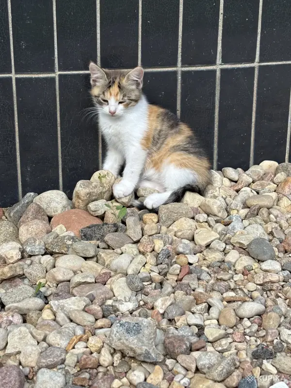 Котёнок - Вся Беларусь - 258225 - Доска объявлений Kupika.by - Фото 3