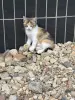 Котёнок - Вся Беларусь - 258225 - Доска объявлений Kupika.by - Фото 3