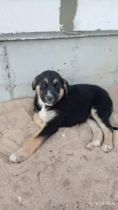 Питомцы в дар