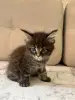 Котята породы Мейн кун - Вся Беларусь - 259786 - Доска объявлений Kupika.by - Фото 5