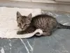 Кошки - Котята - Вся Беларусь - Фото 7 Котята - Вся Беларусь - 259078 - Доска объявлений Kupika.by - Фото 7