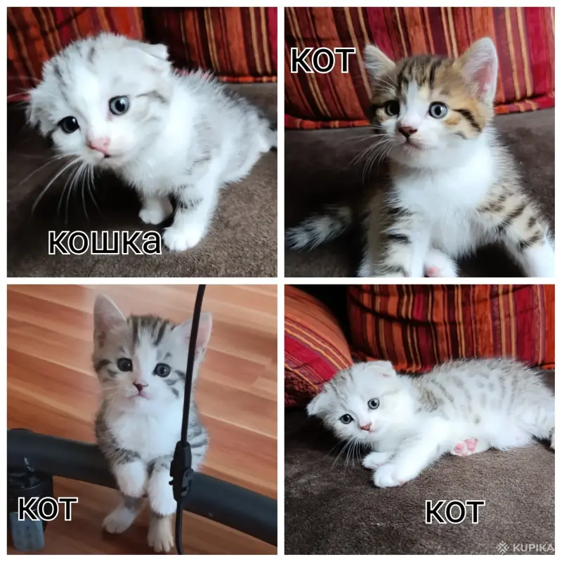 Котята - Вся Беларусь - 259215 - Доска объявлений Kupika.by - Фото 3