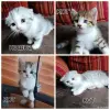 Котята - Вся Беларусь - 259215 - Доска объявлений Kupika.by - Фото 3