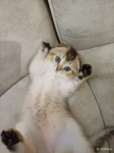 Котёнок  золотая шиншилла