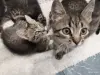Кошки - Котята - Вся Беларусь - Фото 6 Котята - Вся Беларусь - 259078 - Доска объявлений Kupika.by - Фото 6