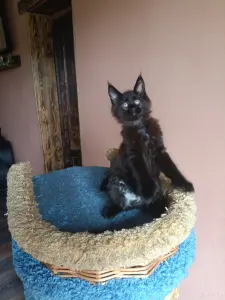 Кошечки Полидакт Мейн-кун