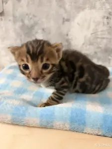Бенгальские котята