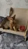Кошки - Абиссинский котёнок, девочка - Вся Беларусь - Фото 6 Абиссинский котёнок, девочка - Вся Беларусь - 259420 - Доска объявлений Kupika.by - Фото 6