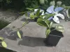 Хойя - Вся Беларусь - 257870 - Доска объявлений Kupika.by