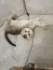 Кошки - Котёнок золотая шиншилла - Вся Беларусь - Фото 4 Котёнок золотая шиншилла - Вся Беларусь - 258469 - Доска объявлений Kupika.by - Фото 4