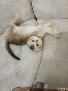 Котёнок  золотая шиншилла