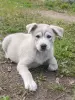 Собаки - Щенки - Вся Беларусь Щенки - Вся Беларусь - 260373 - Доска объявлений Kupika.by