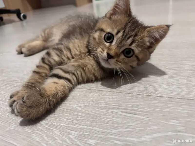 Кошки - Котенок шотландец - Вся Беларусь Котенок шотландец - Вся Беларусь - 260769 - Доска объявлений Kupika.by