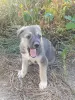 Щенки - Вся Беларусь - 259559 - Доска объявлений Kupika.by - Фото 2