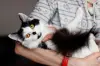 Кошки - Доня - скромная кошечка - Вся Беларусь Доня - скромная кошечка - Вся Беларусь - 259216 - Доска объявлений Kupika.by