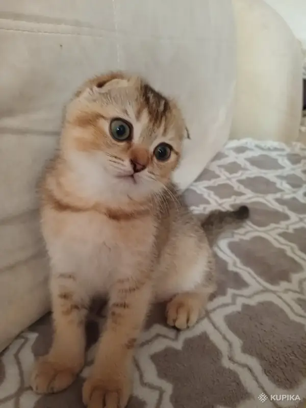 Котёнок золотая шиншилла