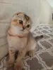 Кошки - Котёнок золотая шиншилла - Вся Беларусь Котёнок золотая шиншилла - Вся Беларусь - 258469 - Доска объявлений Kupika.by