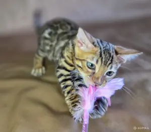 Элитные бенгальские котята из питомника