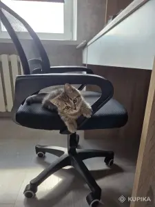 Котенок шотландец