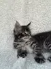 Мейн-кун котята - Вся Беларусь - 258342 - Доска объявлений Kupika.by