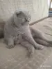 Василий - вислоухий лиловый кот - Вся Беларусь - 259943 - Доска объявлений Kupika.by - Фото 2